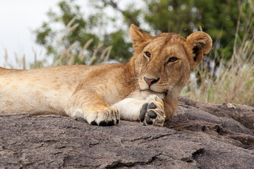 Fototapeta na wymiar Lioness laying on the rock, Serengeti NP, Tanzania, Africa 