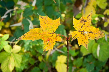 feuilles d'érable  en automne