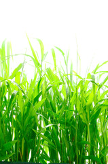 Obraz premium green grass isolated on white background