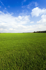 Obraz na płótnie Canvas cereal field . Agricultural 