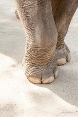 Fototapeta premium two elephant legs