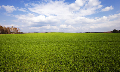 cereal field . Agricultural 