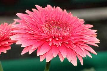 Close-up flower ..