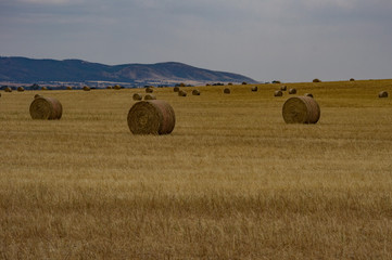Fototapeta premium Wheat Fields 4