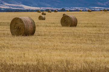 Wheat Fields 6