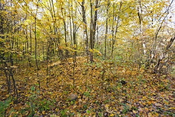 autumn forest , photographed  