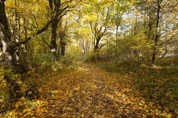 autumn forest . Belarus