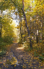 Obraz premium the trees . autumn season