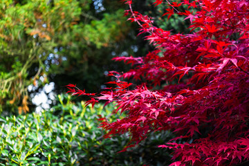 Japanese maple, Acer palmatum with red leaves in autumn. Fall season treetops against dark...