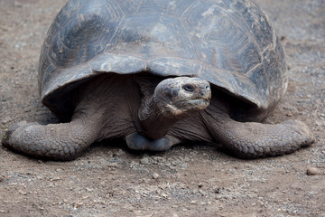 Giant tortoise at Isabela Island, Galapagos Islands, Ecuador