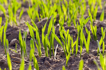 green cereals . spring