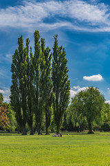 Fototapeta na wymiar People sitting under poplars in a park on a sunny day. Three green lombardy poplars outside in european landscape, against blue sky background