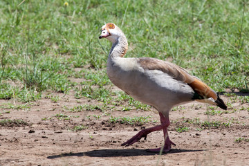 Egyptian goose in  Masai Mara National Reserve, Kenya, Africa