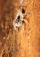 Small jumping spider