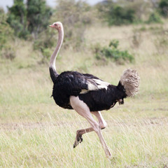 Male of African ostrich (Struthio camelus) running in Masai Mara Reserve, Kenya, Africa
