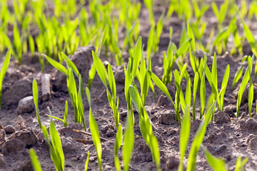 green cereals. spring
