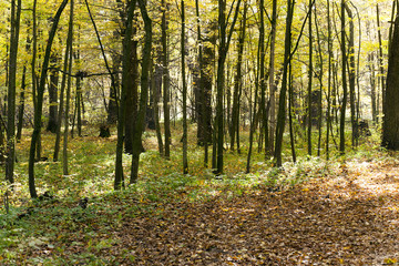 Fototapeta premium the autumn wood 