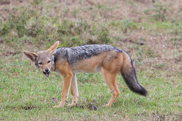 Fototapeta premium Portrait of black-backed jackal (Canis mesomelas), Masai Mara National Reserve, Kenya, Africa. 
