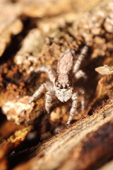 Small jumping spider