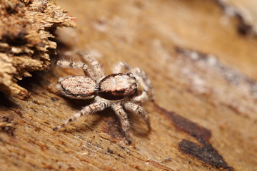 Small jumping spider