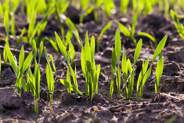  green wheat sprout