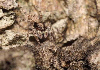 Small jumping spider
