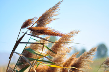 common reed close up