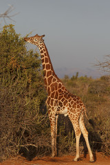 Giraffes in Africa