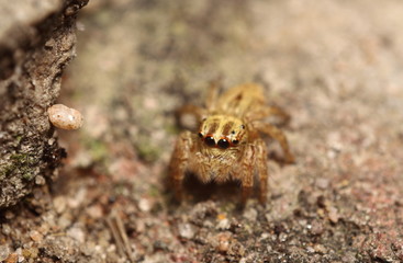 Small jumping spider