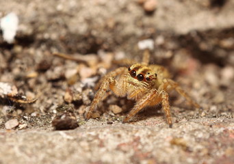 Small jumping spider