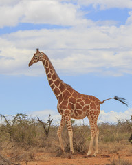 Giraffes in Africa