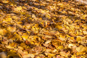 Fall yellow autumn leaves on ground