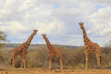 Giraffes in Africa
