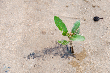 Small mangrove growing on the mud