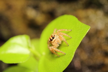 Small jumping spider