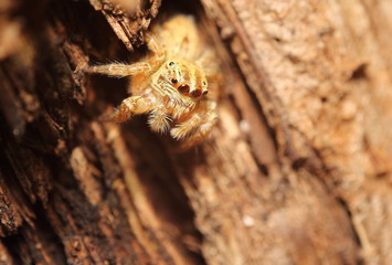 Small jumping spider