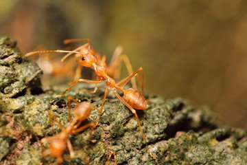 Bug and small insect