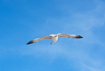 the Marine gull