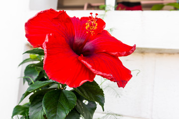 Red hibiscus flower