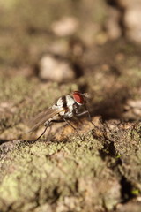 Bug and small insect
