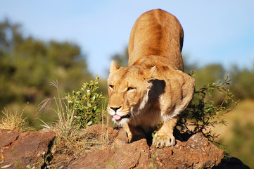 Lioness - Namibia