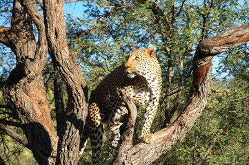 Fototapeta na wymiar Leopard on a Branch - Namibia