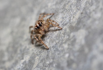 Small jumping spider