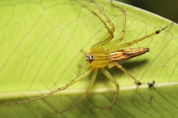 Small jumping spider