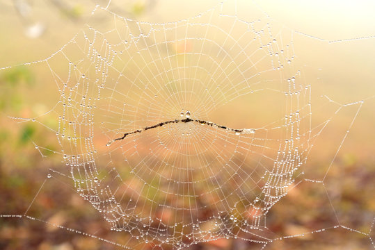 The spider web
