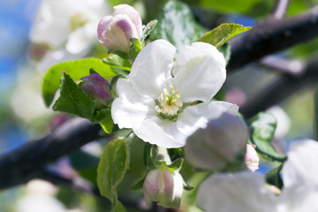 blooming apple trees  