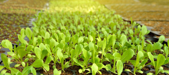 Farm of Hydroponic Plantation