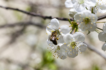  Photo Cherry blossoms 