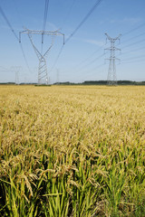 Fototapeta premium The rice in the field