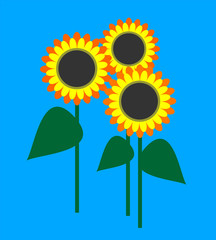 Vector illustration. Sunflowers isolated over bright  blue background